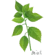 Herbs