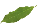 Spice9